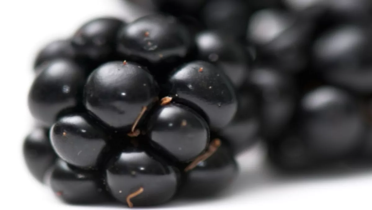 Mayer bins BlackBerry for iPhone 5