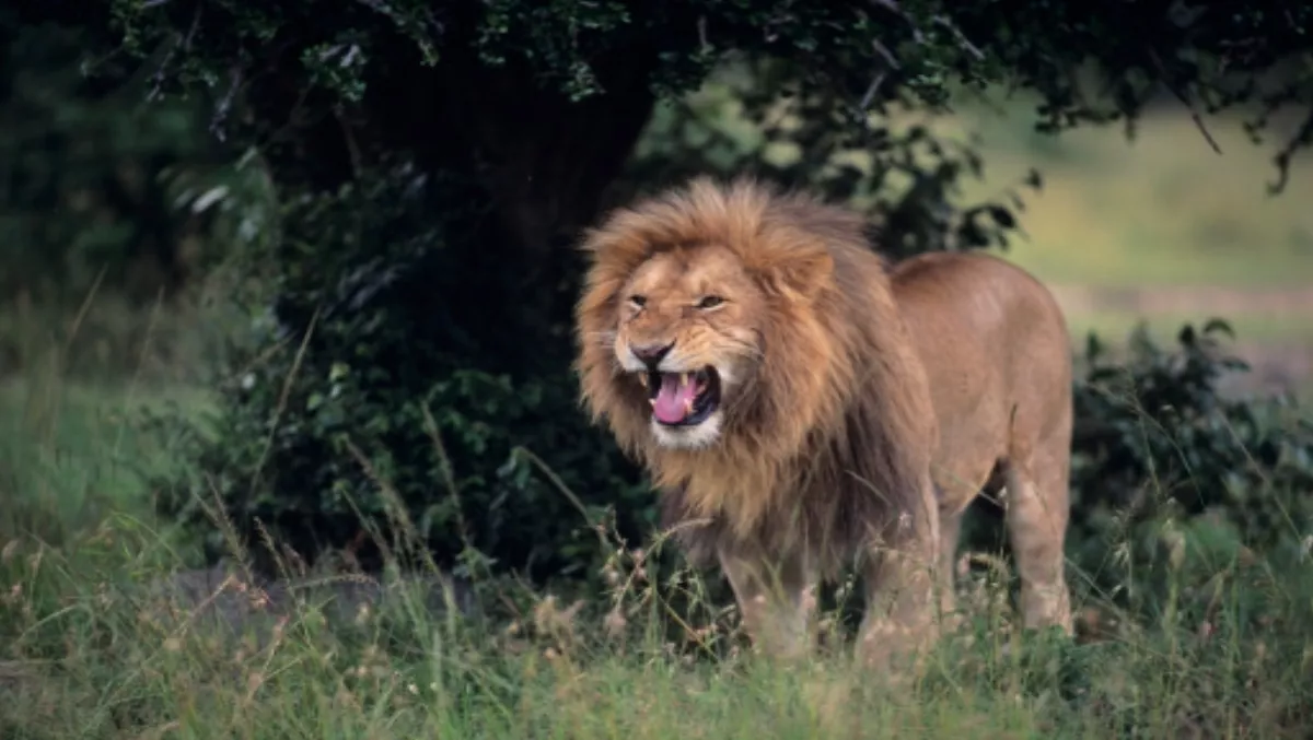 Wounding Apple makes it a dangerous animal