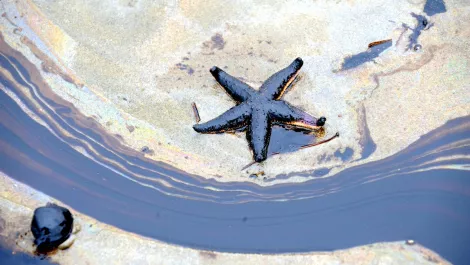 Gettyimages 605964906