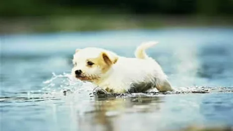 Puppy 3 dogs 1993801 1024 768