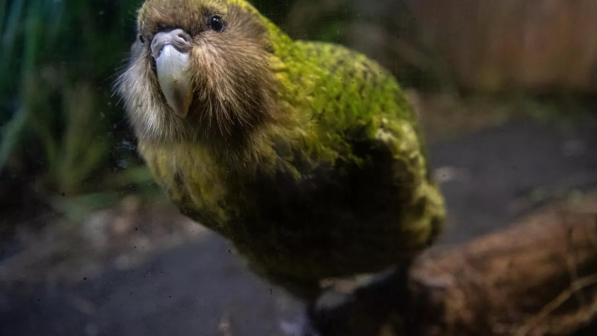 Kakapo makes Small Worlds debut