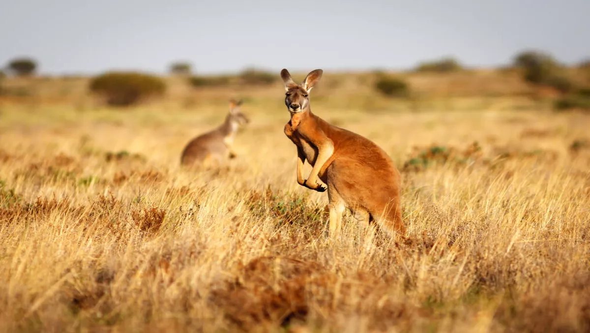 Volvo discovers that kangaroos confuse their self-driving car