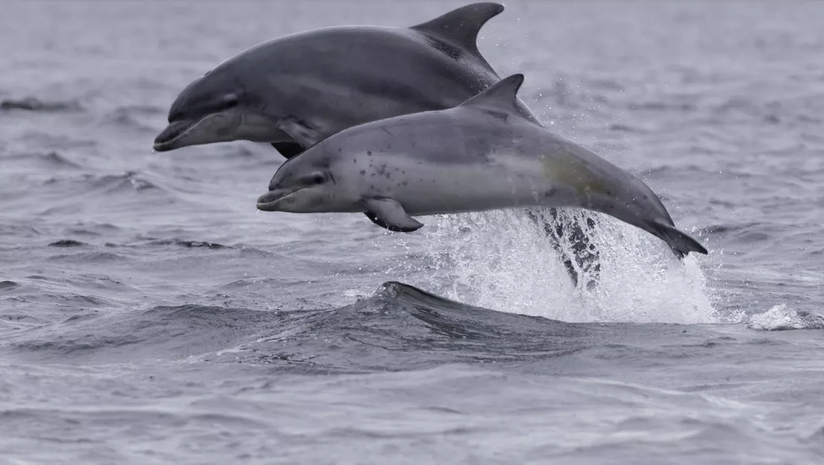 The safest altitude for flying drones above marine life