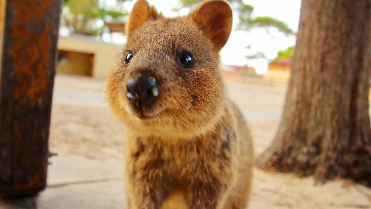 Drones and tech could help save quokka from extinction