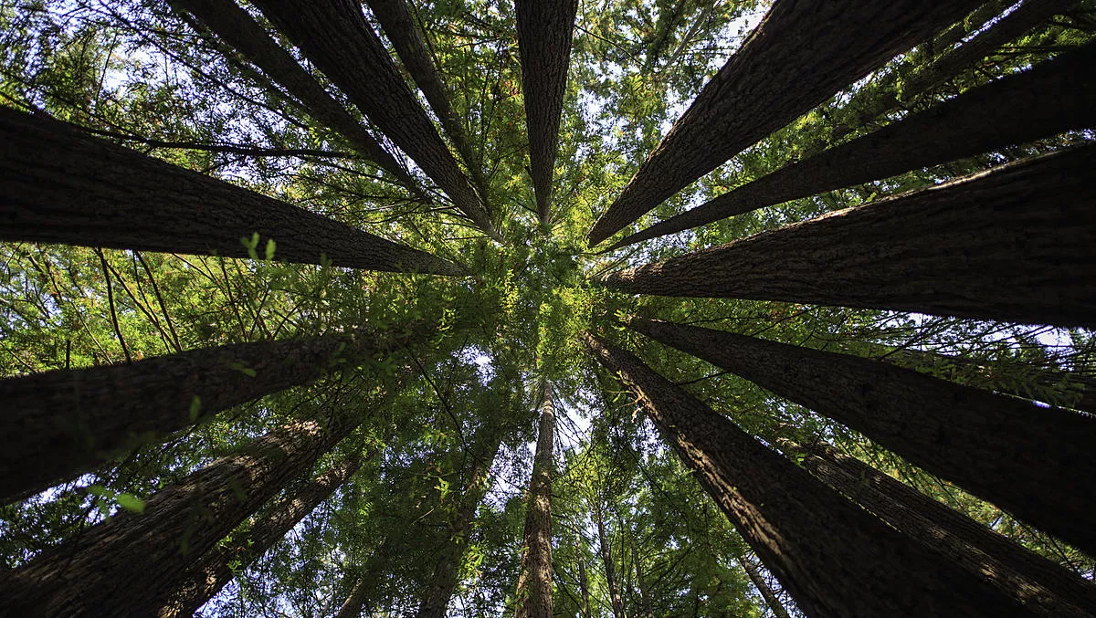 Human judges vital in crowdsourced campaign to track deforestation