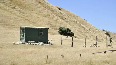 Gisborne farmers and wine growers see upside of El Niño